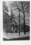 A winter lawn scene, Geneseo, N.Y.