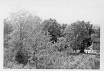 View of Trees and Laundry, Geneseo, N.Y.